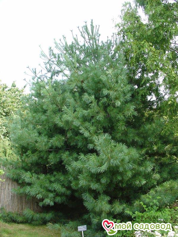 Сосна кедровая Арманда