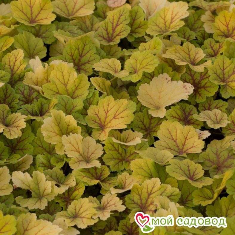 Гейхера Электра