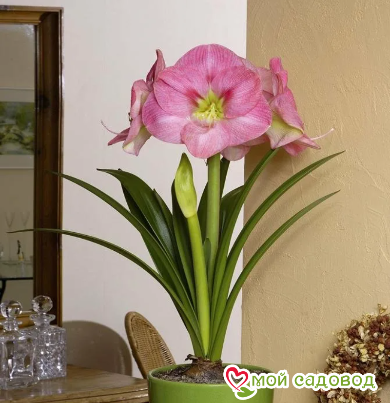 АМАРИЛЛИС (ГИППЕАСТРУМ) СЬЮЗАН